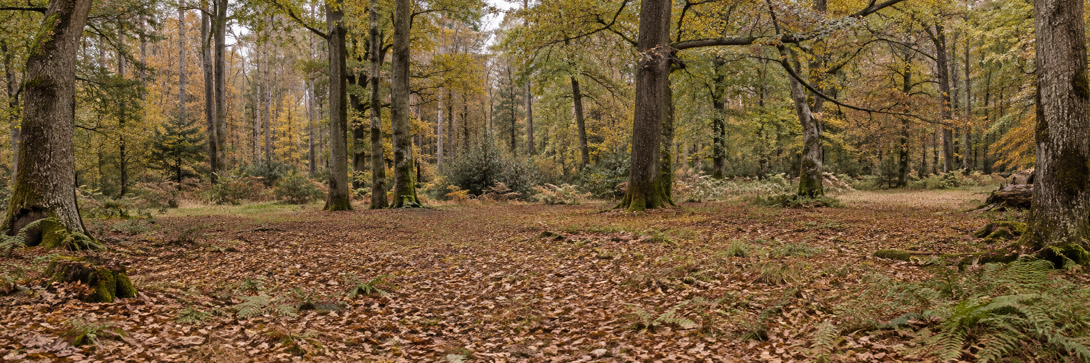 Dense realistic woodland
